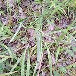 Cephalanthera rubra Лист