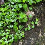 Peperomia urocarpa Feuille