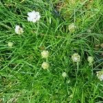 Armeria pubinervis Hábito