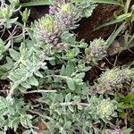 Teucrium yemense Hoja