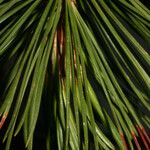 Pinus albicaulis ᱥᱟᱠᱟᱢ