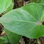 Anthurium andraeanum Leaf