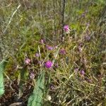 Polygala longicaulis Flower