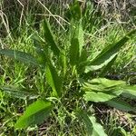 Rumex patientia 葉