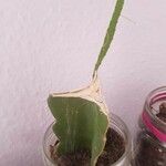 Gymnocalycium mihanovichiiBlatt