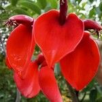 Erythrina humeana Flor