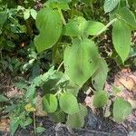 Miconia octona Leaf