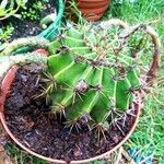 Echinopsis eyriesii Листок