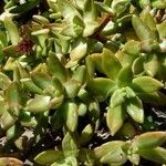 Sedum adolphi Costuma