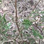 Erica tetralix Hoja