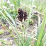 Carex atrata Blomst