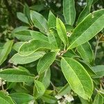 Osmanthus fragrans Leaf