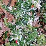 Ruscus aculeatus Fruit