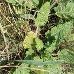 Salvia verbenaca Blatt