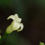 Psychotria champluvierae