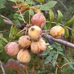 Zanthoxylum capense ഫലം