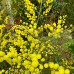 Acacia decurrens Flor