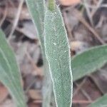 Inula montana Leaf