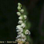 Goodyera repens Цветок
