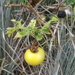 Solanum dimidiatum Fruit