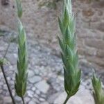 Crossandra infundibuliformis Frucht