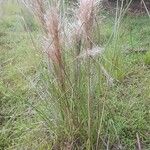 Andropogon bicornis Leaf