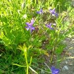 Delphinium consolidaFlower