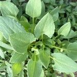 Rumex vesicarius Blatt