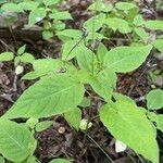 Circaea canadensis Feuille