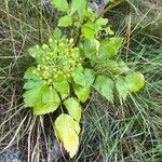 Ligusticum scothicum Blad