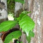 Celtis mildbraedii Leaf