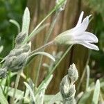 Cerastium tomentosum Flor