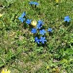 Gentiana bavarica花