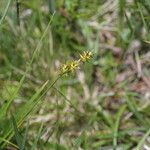 Carex echinata ഫലം