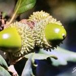 Quercus cerris Ffrwyth