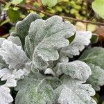 Salvia argentea Liść