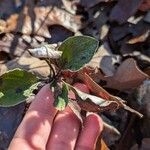 Antennaria plantaginifolia পাতা