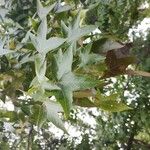 Liquidambar formosana Foglia