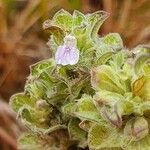 Meiosperma bracteatum Λουλούδι