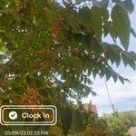 Ailanthus altissima Φύλλο