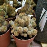 Mammillaria elongata Лист