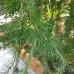 Larix laricina Листок