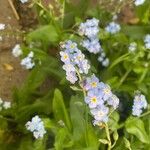 Myosotis sylvaticaFlower