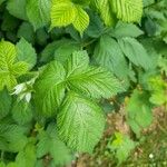 Rubus camptostachys Folha