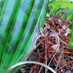 Scoliopus bigelovii Λουλούδι