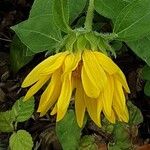 Helianthus divaricatus Цветок