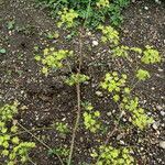 Peucedanum alsaticum Blüte