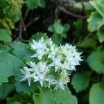 Hylotelephium populifolium Flor