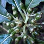 Psychotria cooperi ഫലം