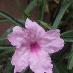 Ruellia simplex Blüte